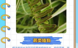 橘子皮泡水能直接水培花吗？