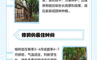 s型盆栽榕树修剪要怎么做？