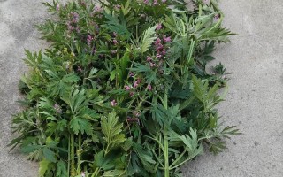 盆栽益母草怎么种？关键步骤有哪些？