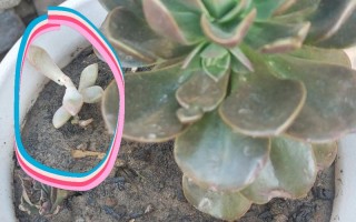 喷药治虫反致多肉死亡，为何？