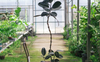 盆栽黑象皮树皮树图片怎么养？