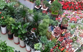 大连哪里买盆栽最便宜实惠？