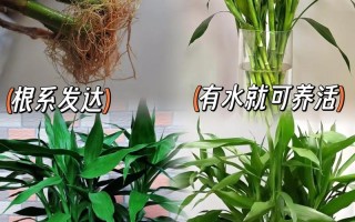土养富贵竹能直接转水培吗？