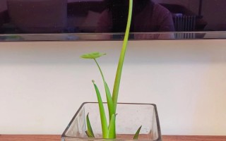 切根芋头能水培吗？