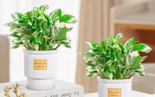 白金葛土养水培，哪种更适合它？