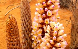 中国沙漠真的有肉嘟嘟的多肉吗？