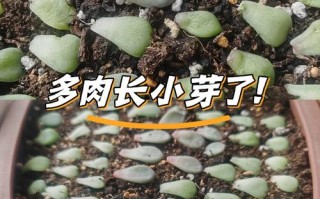 多肉小苗冻伤后如何急救？