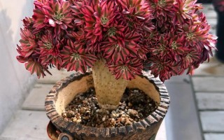 法师多肉直播间直播中，在线等法师多肉养护秘诀？