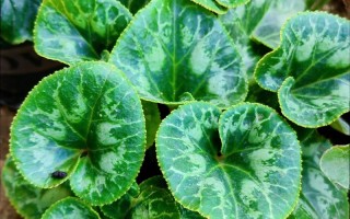 金钱莲盆栽哪里能买到？