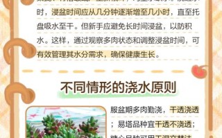 多肉种下几天能浇水？