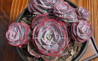 粉红台阁怎么养才出状态？