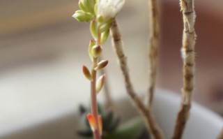 多肉开花为啥会发臭？