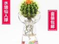 水培仙人球为何停滞不长？