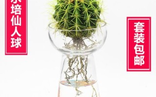 水培仙人球为何停滞不长？