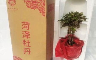 菏泽哪里能买到养殖盆栽？