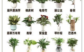 盆栽植物大全名字图片，如何快速识别与养护？