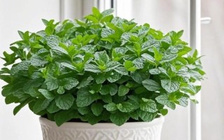 盆栽薄荷能用来做饼子吗？