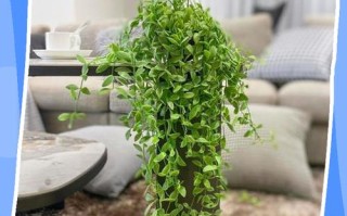 刚剪下来的吊兰怎么水培