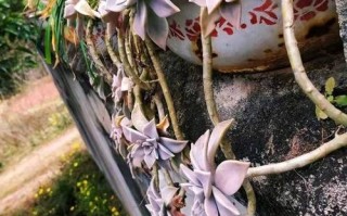 墙上多肉胧月老桩如何养成？