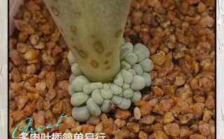 冬天多肉叶插，能成活吗？