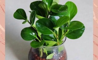 水培豆瓣绿水位多少合适？