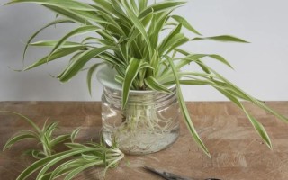 吊兰水培加复合肥会烧根吗？