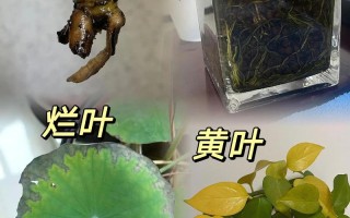 水培植物水臭该放什么药解决？