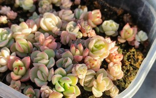 多肉植物适合用什么土壤生长？