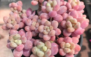 多肉达芙妮怎么养才好看？