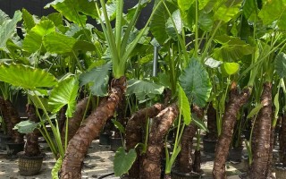 滴水观音属于哪类盆栽花卉？