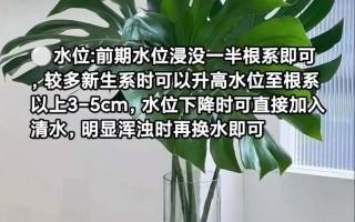 龟背竹水培怎么养才好？