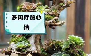 多肉植物有何功效？