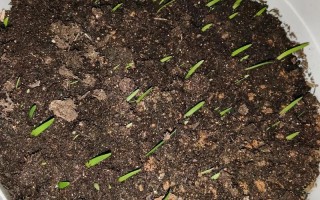 盆栽能直接种地里吗？