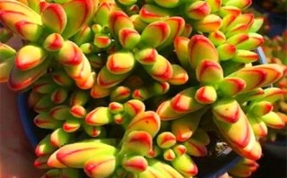 多肉小天狗浇水要怎么浇？