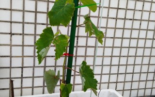 冬天适合在家养盆栽葡萄吗？