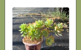 干土栽多肉几天浇一次水？