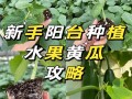 水果盆栽黄瓜怎么种？