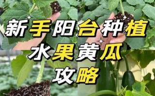 水果盆栽黄瓜怎么种？