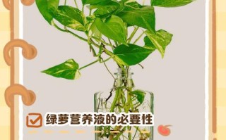 水培绿萝营养液怎么加才正确？