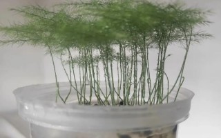 水培文竹烂根怎么救？