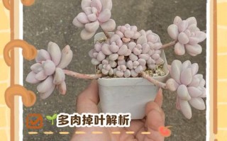 多肉叶子裂开，急救方法有哪些？