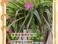 吊兰室内养不好？关键技巧是什么？