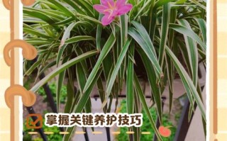 吊兰室内养不好？关键技巧是什么？