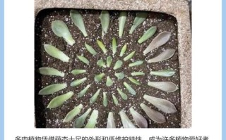 多肉扦插多久能生根？