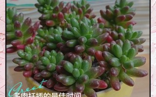 插多肉用干土还是湿土？