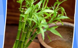 土培荷花竹怎么转水培？