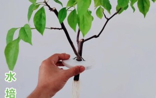三角梅水培繁殖可行吗？