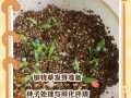 铜钱草水培怎么养？看生长过程图解！
