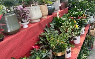 杭州盆栽租赁公司哪家好？