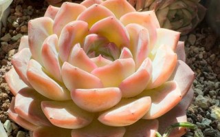 秋天多肉多菌灵浸盆，多久浇一次？